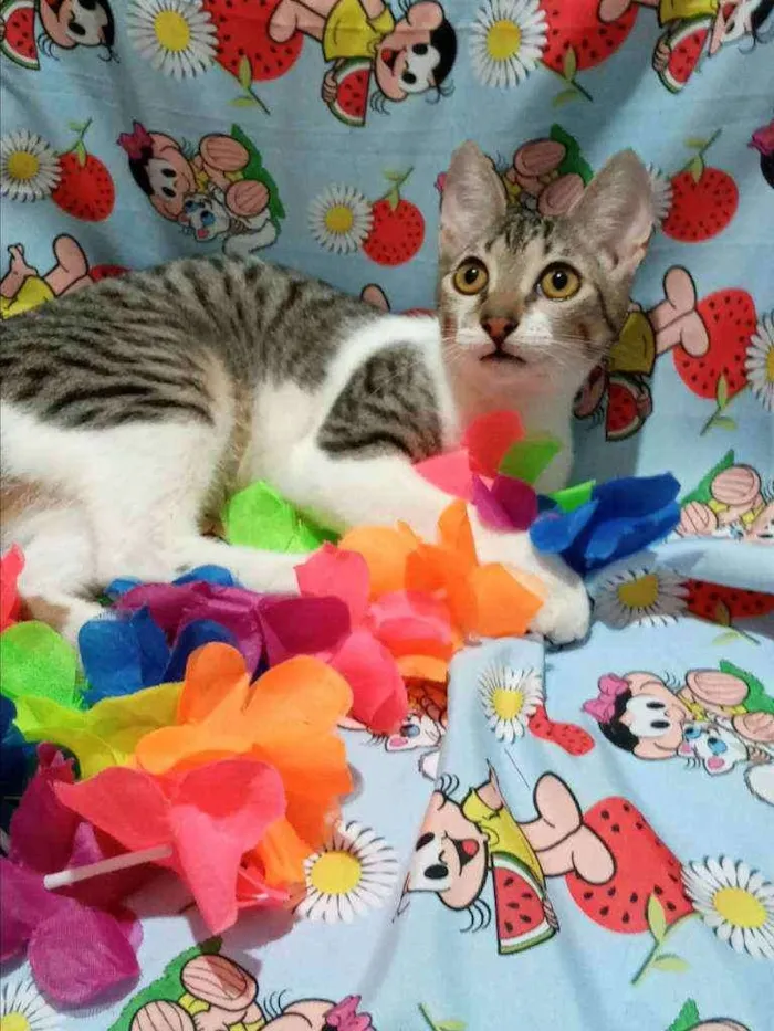 Gato ra a SRD idade 2 a 6 meses nome ATENA