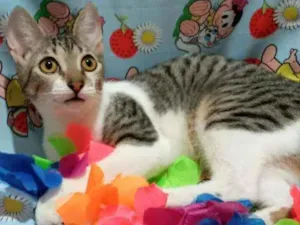 Gato raça SRD idade 2 a 6 meses nome ATENA