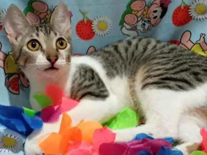 Gato ra a SRD idade 2 a 6 meses nome ATENA