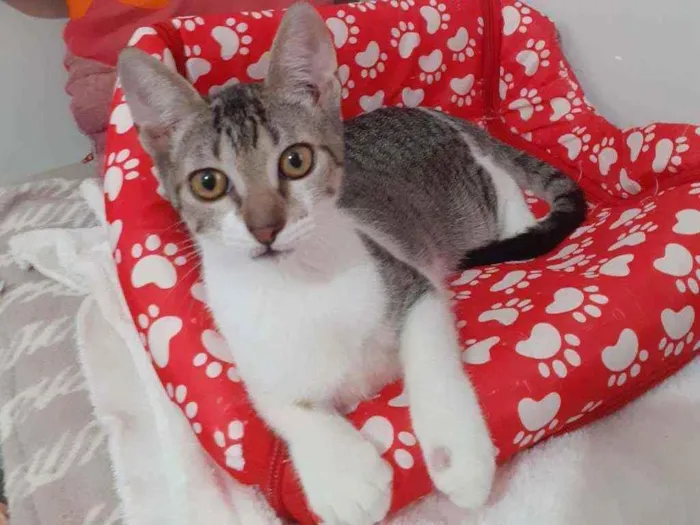Gato ra a SRD idade 2 a 6 meses nome ATENA
