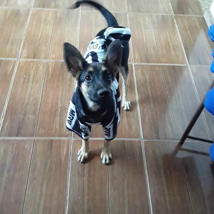 Cachorro raça Sem raça  idade 1 ano nome Pingo
