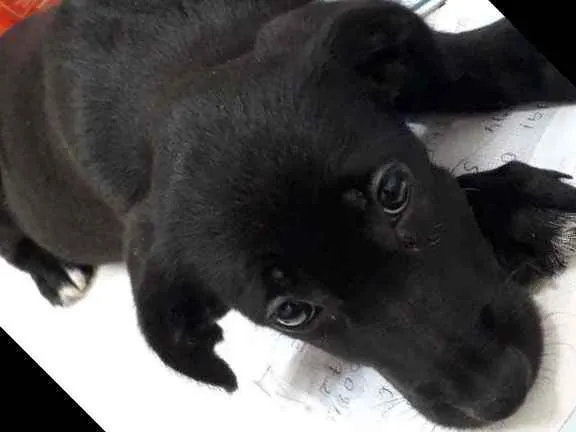 Cachorro raça SRD idade 2 a 6 meses nome Pietra 
