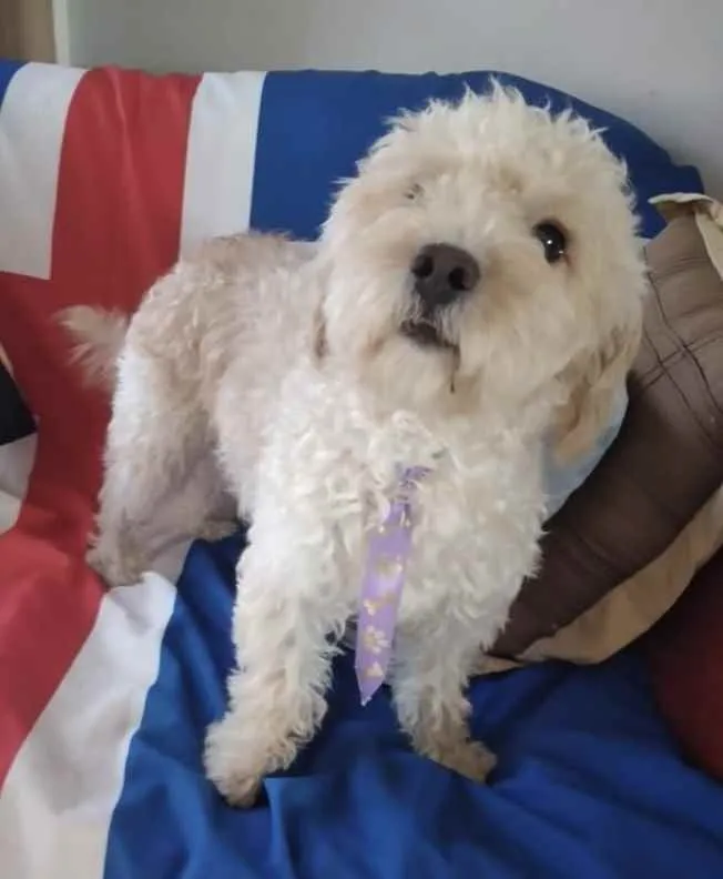 Cachorro ra a Mestiço  idade 2 anos nome Nino 
