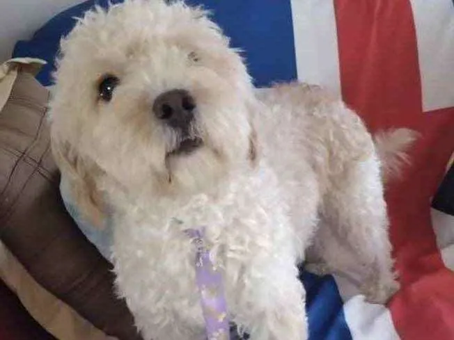 Cachorro ra a Mestiço  idade 2 anos nome Nino 