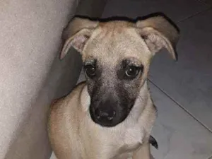 Cachorro raça SRD idade 2 a 6 meses nome Sophia