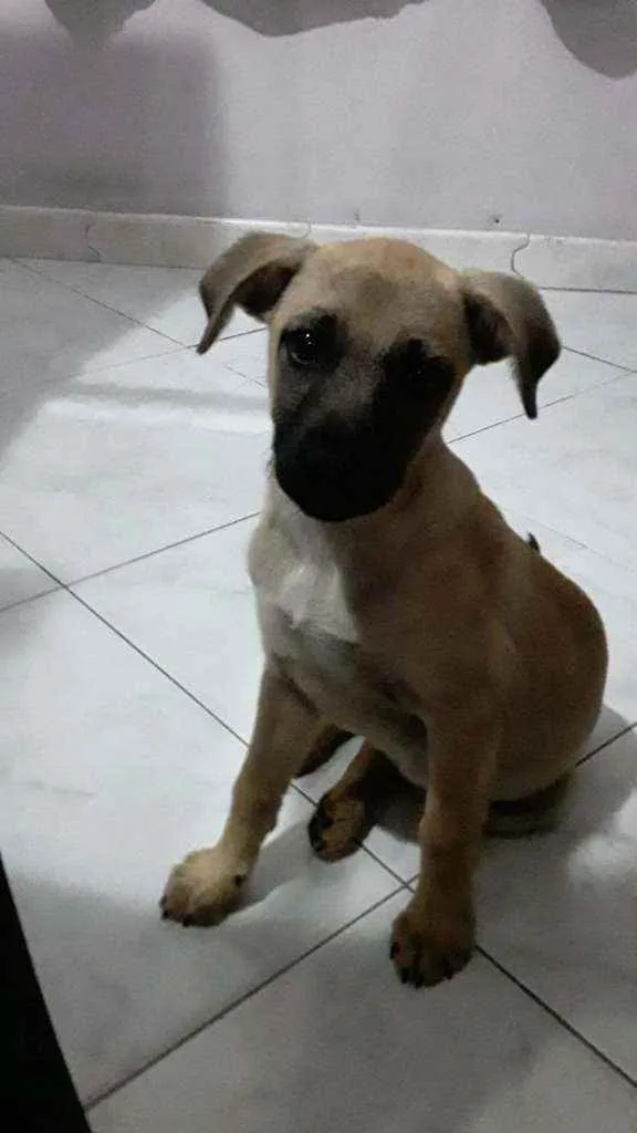 Cachorro ra a SRD idade 2 a 6 meses nome Sophia