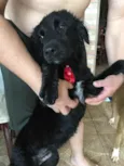 Toy 
