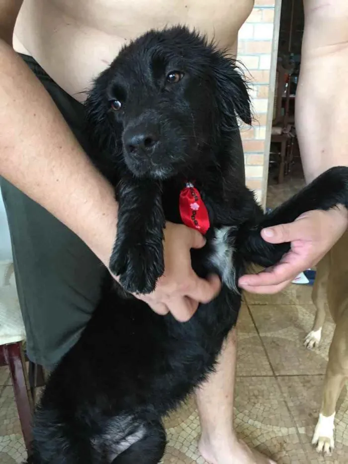Cachorro ra a Vira lata idade 1 ano nome Toy 