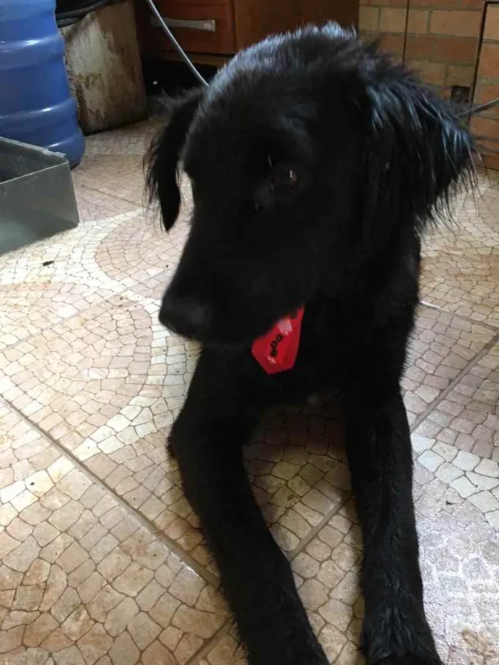 Cachorro ra a Vira lata idade 1 ano nome Toy 