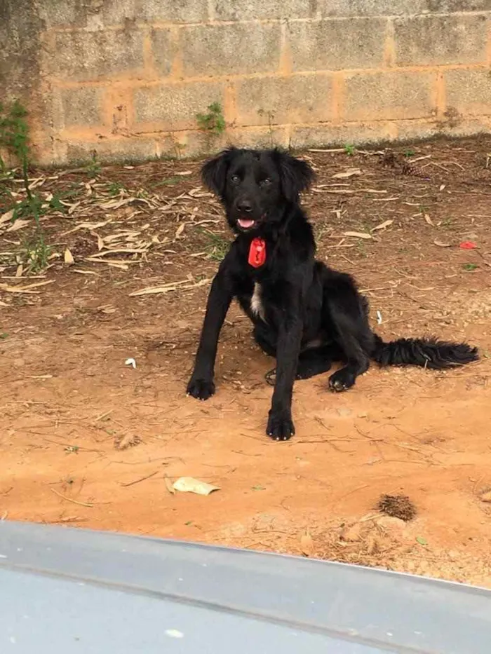 Cachorro ra a Vira lata idade 1 ano nome Toy 