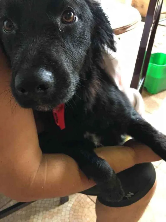 Cachorro ra a Vira lata idade 1 ano nome Toy 