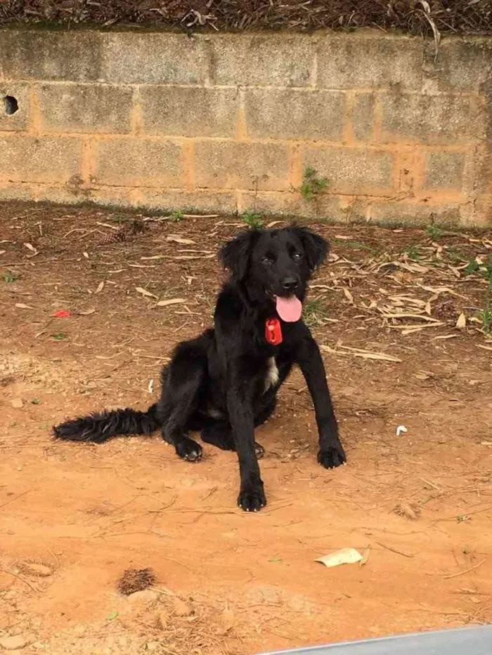 Cachorro ra a Vira lata idade 1 ano nome Toy 