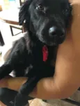 Toy 