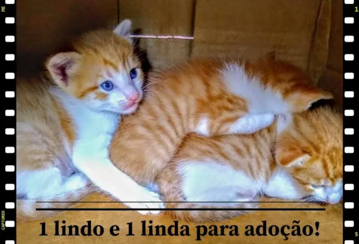 Gato ra a SRD-ViraLata idade Abaixo de 2 meses nome Gold