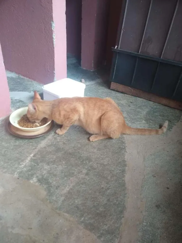 Gato ra a SRD-ViraLata idade Abaixo de 2 meses nome Gold
