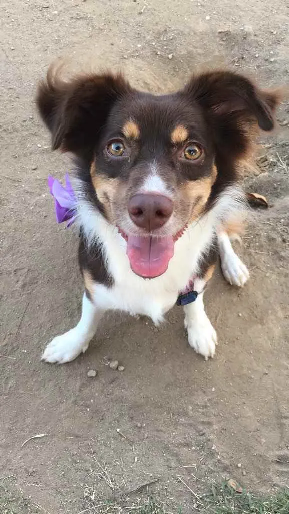 Cachorro ra a Vira lata idade 4 anos nome Rubi