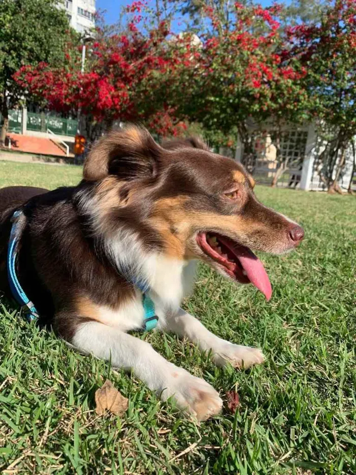 Cachorro ra a Vira lata idade 4 anos nome Rubi
