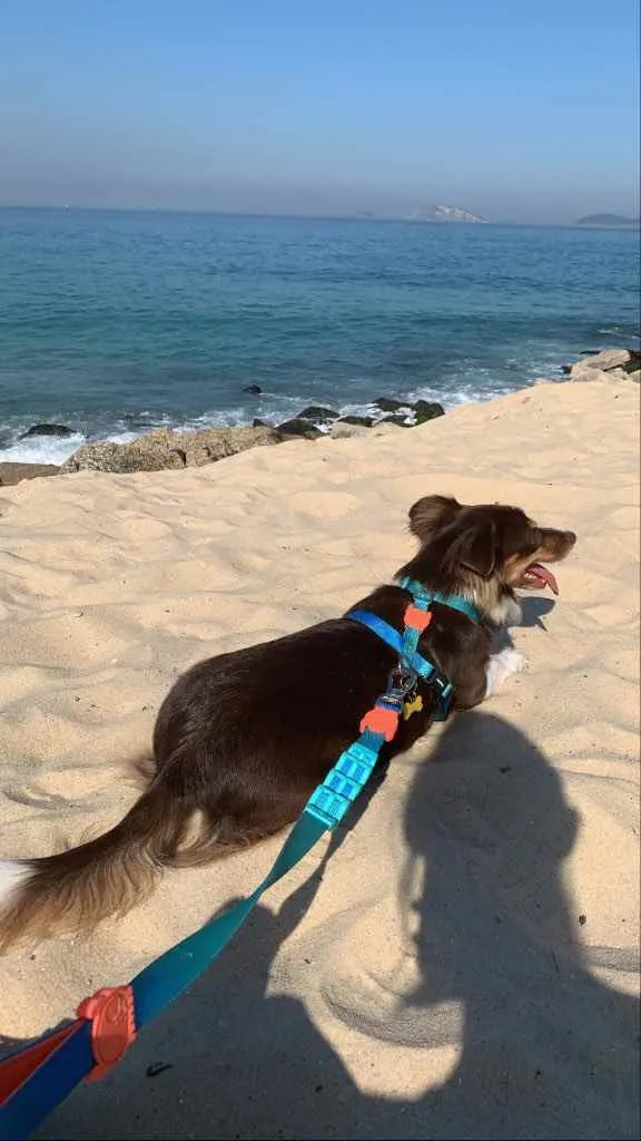 Cachorro ra a Vira lata idade 4 anos nome Rubi