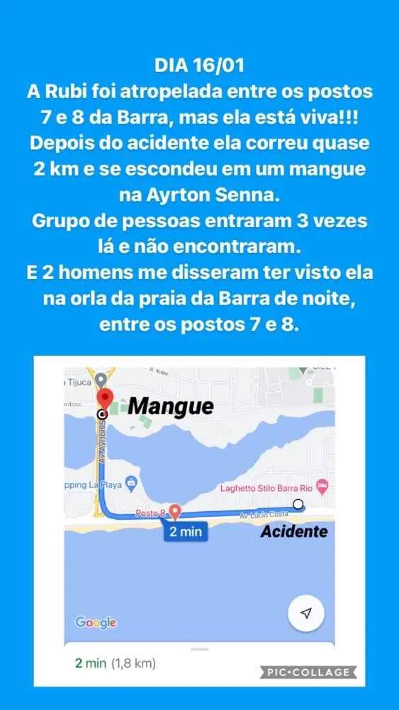 Cachorro ra a Vira lata idade 4 anos nome Rubi