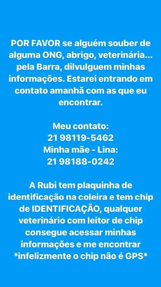 Cachorro ra a Vira lata idade 4 anos nome Rubi
