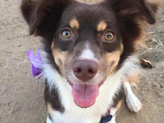 Cachorro ra a Vira lata idade 4 anos nome Rubi