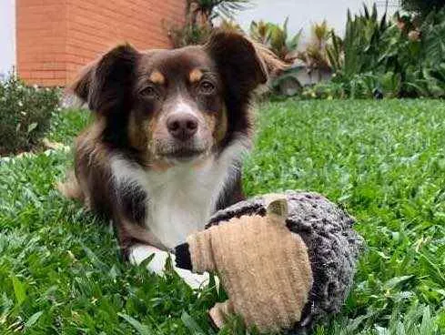 Cachorro ra a Vira lata idade 4 anos nome Rubi