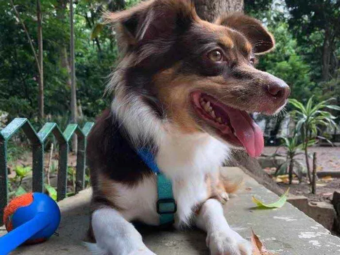 Cachorro ra a Vira lata idade 4 anos nome Rubi