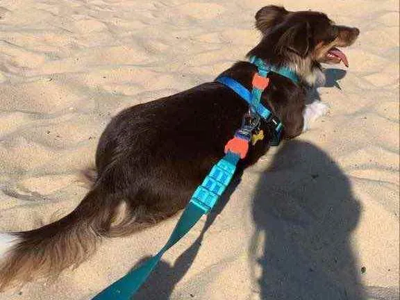 Cachorro ra a Vira lata idade 4 anos nome Rubi