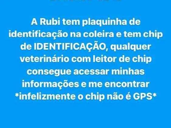 Cachorro ra a Vira lata idade 4 anos nome Rubi