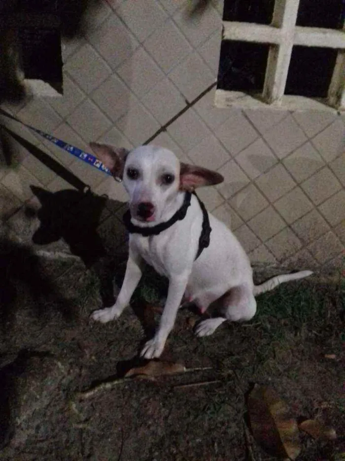 Cachorro ra a Mestiça  idade 1 ano nome Hanna