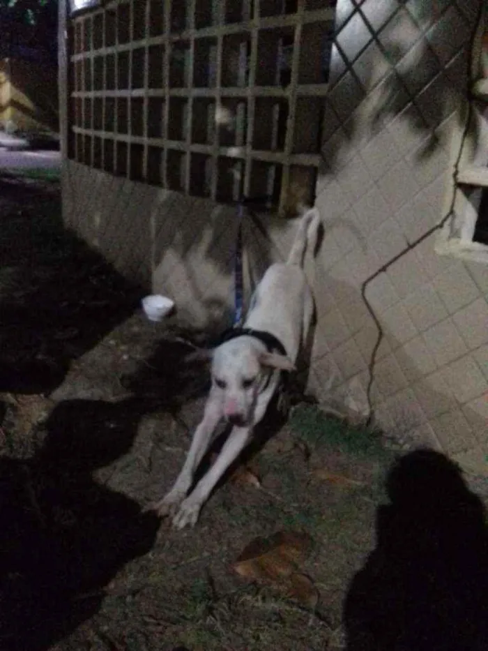 Cachorro ra a Mestiça  idade 1 ano nome Hanna