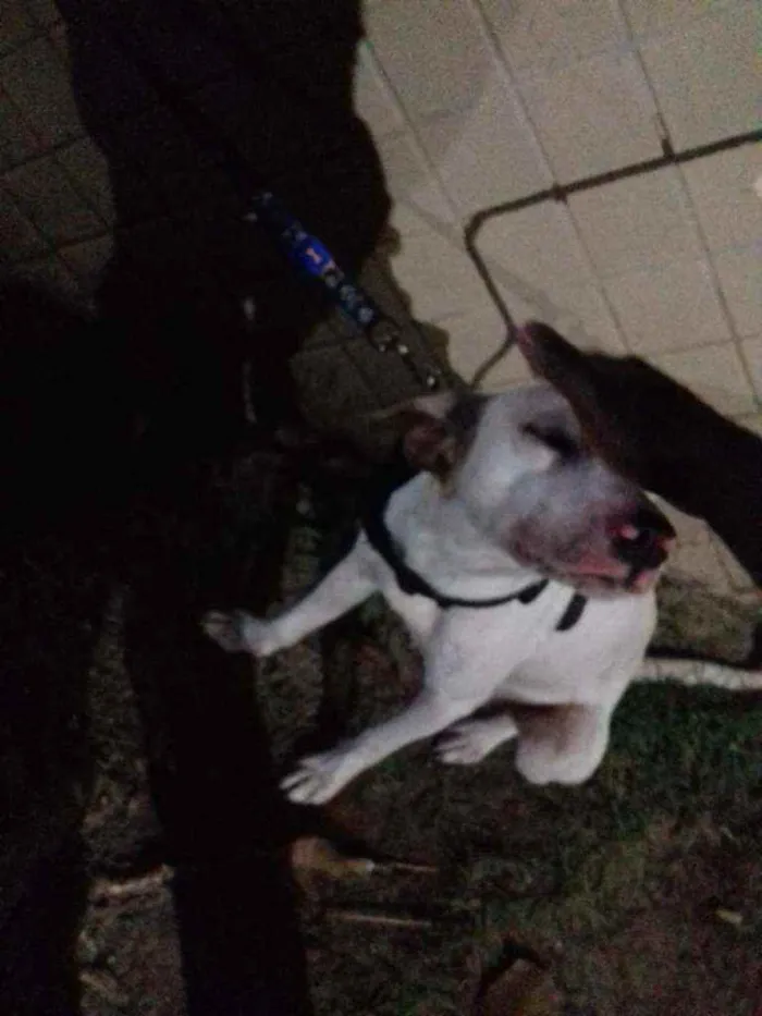 Cachorro ra a Mestiça  idade 1 ano nome Hanna