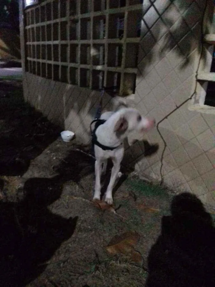 Cachorro ra a Mestiça  idade 1 ano nome Hanna