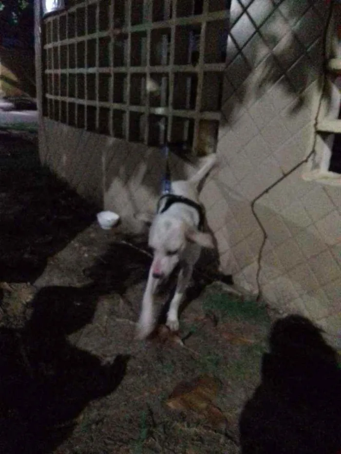 Cachorro ra a Mestiça  idade 1 ano nome Hanna