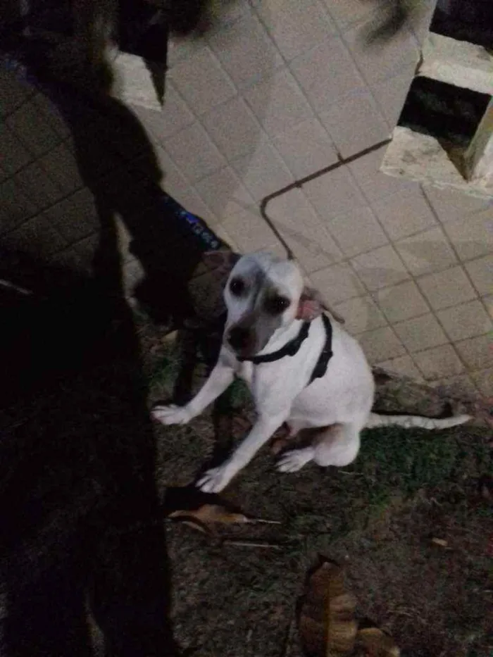 Cachorro ra a Mestiça  idade 1 ano nome Hanna