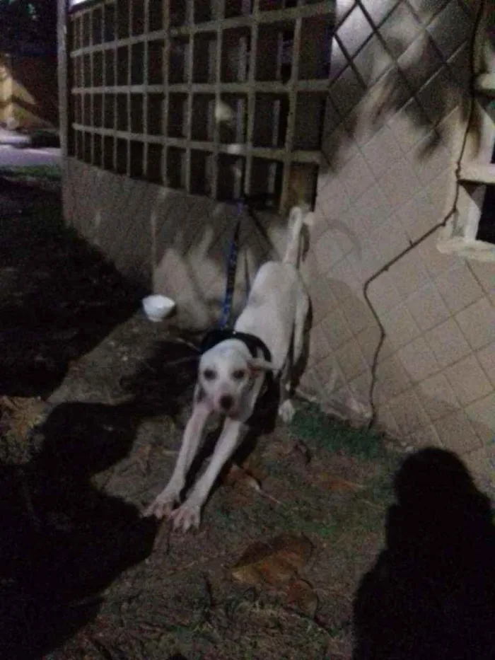 Cachorro ra a Mestiça  idade 1 ano nome Hanna