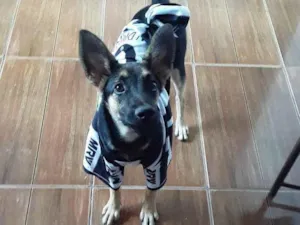 Cachorro raça Sem raça  idade 1 ano nome Pingo