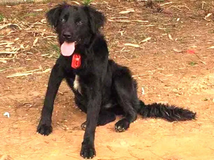 Cachorro ra a Vira lata idade 1 ano nome Toy 