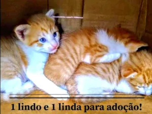Gato raça SRD-ViraLata idade Abaixo de 2 meses nome Gold