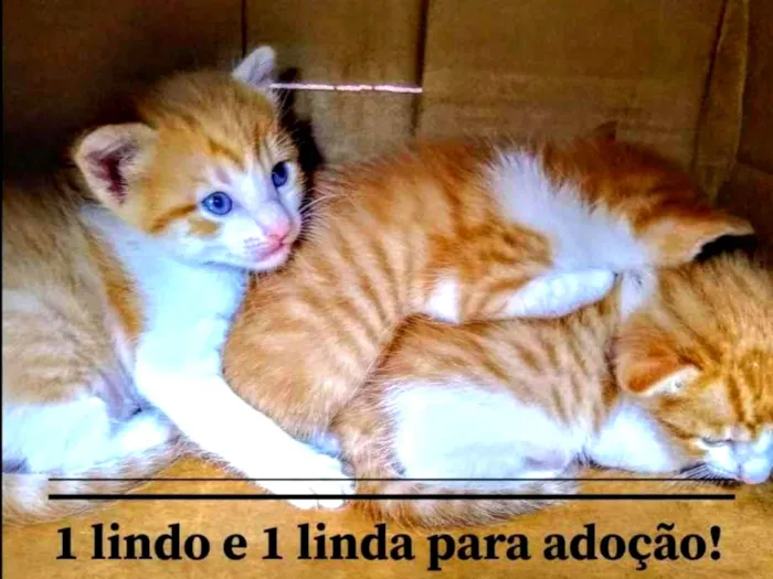 Gato ra a SRD-ViraLata idade Abaixo de 2 meses nome Gold