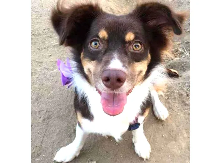 Cachorro ra a Vira lata idade 4 anos nome Rubi