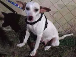 Cachorro raça Mestiça  idade 1 ano nome Hanna