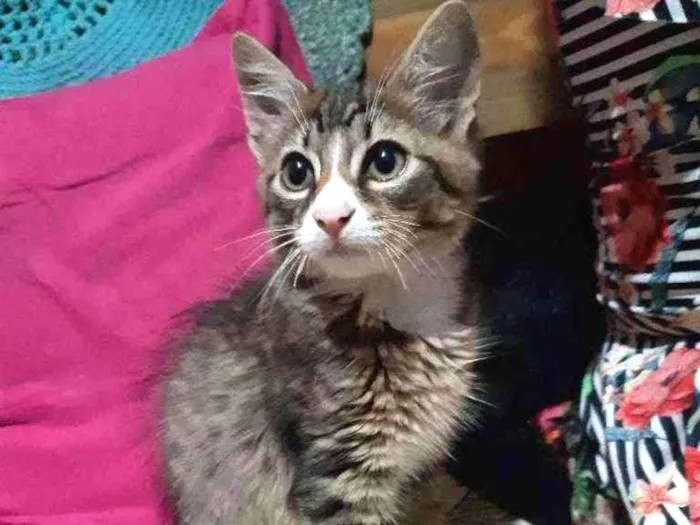 Cachorro raça SRD idade 2 a 6 meses nome Dexter 