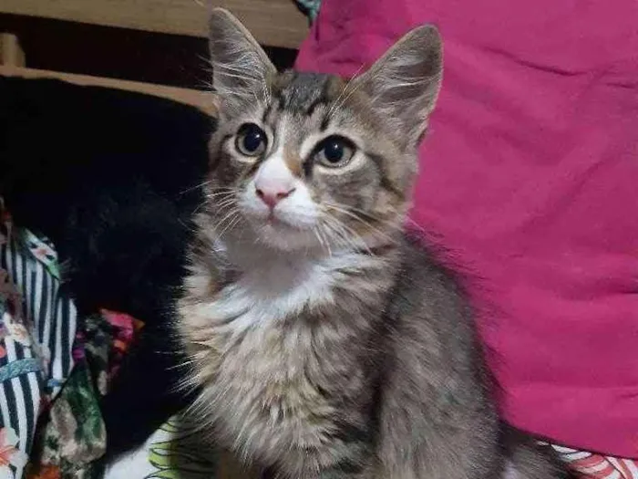 Cachorro raça SRD idade 2 a 6 meses nome Dexter 