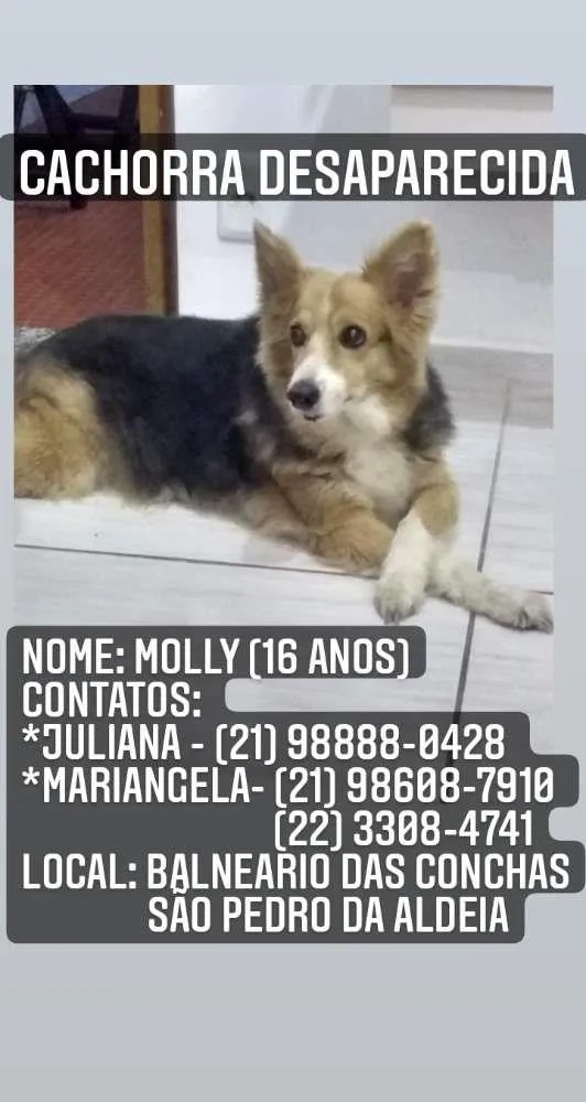 Cachorro ra a  idade 6 ou mais anos nome Molly