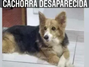 Cachorro raça  idade 6 ou mais anos nome Molly