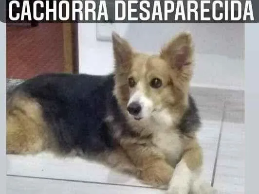 Cachorro ra a  idade 6 ou mais anos nome Molly