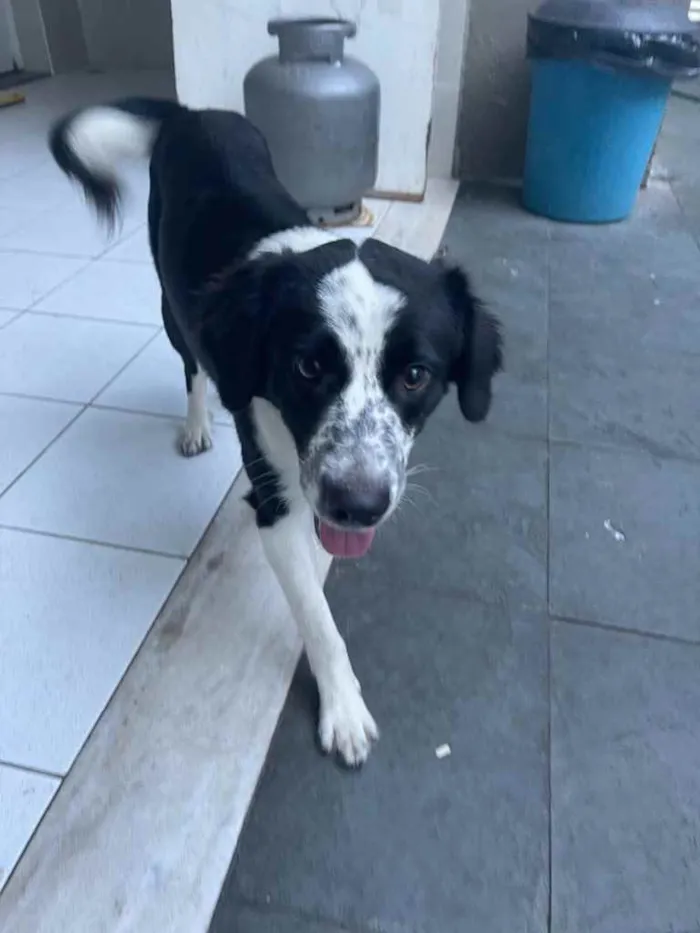 Cachorro ra a Srd idade 7 a 11 meses nome Sansão 