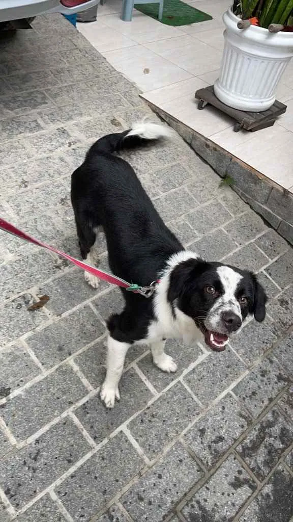 Cachorro ra a Srd idade 7 a 11 meses nome Sansão 
