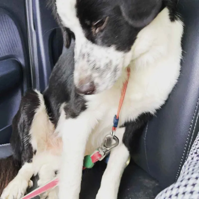 Cachorro ra a Srd idade 7 a 11 meses nome Sansão 